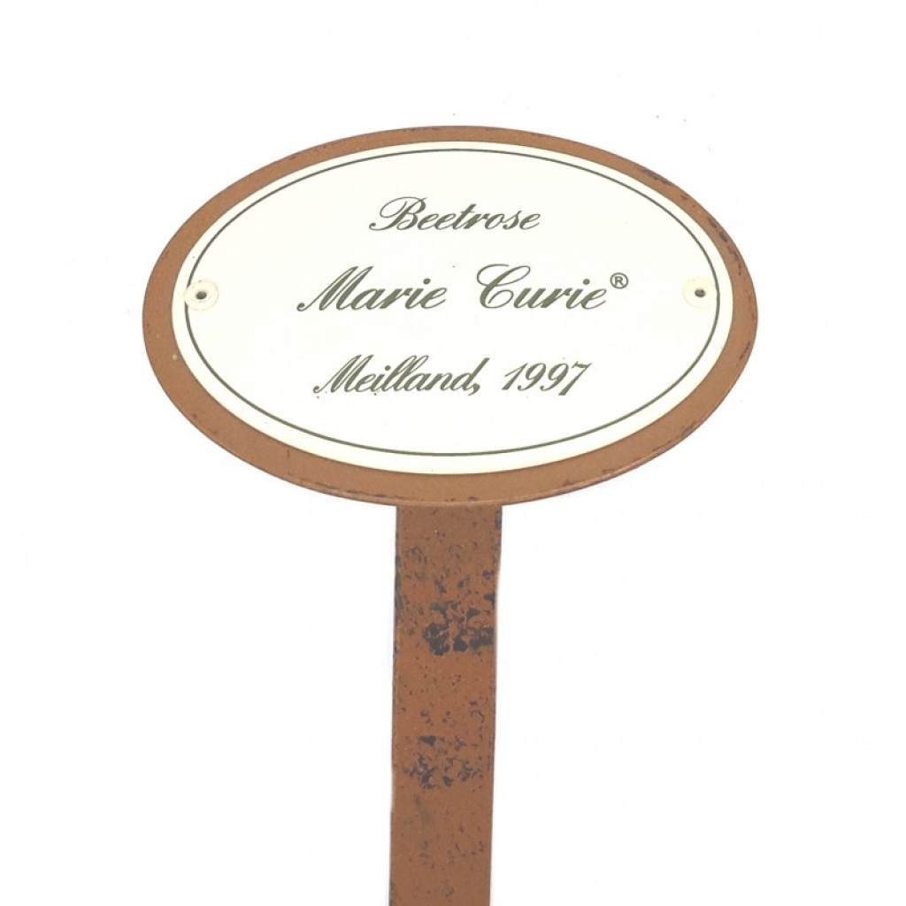 Rosenschild Emaille Marie Curie Rosenschild Emaille Marie Curie