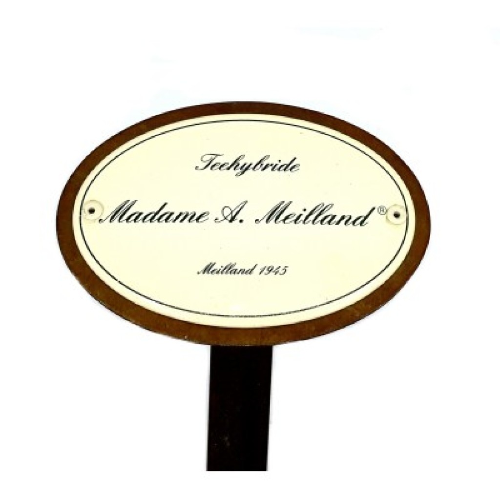 Rosenschild Emaille Madame A. Meilland Rosenschild Emaille Madame A. Meilland