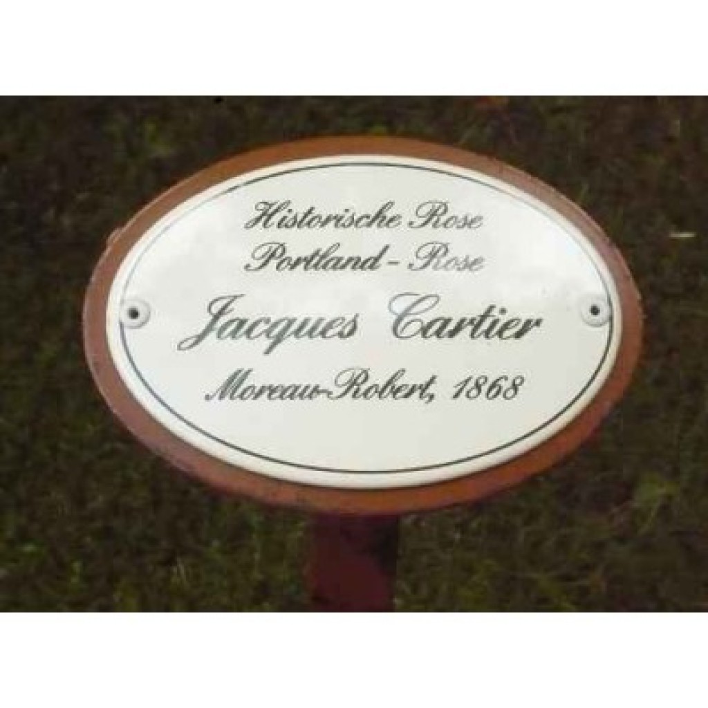 Rosenschild Emaille Jaques Cartier Rosenschild Emaille Jaques Cartier